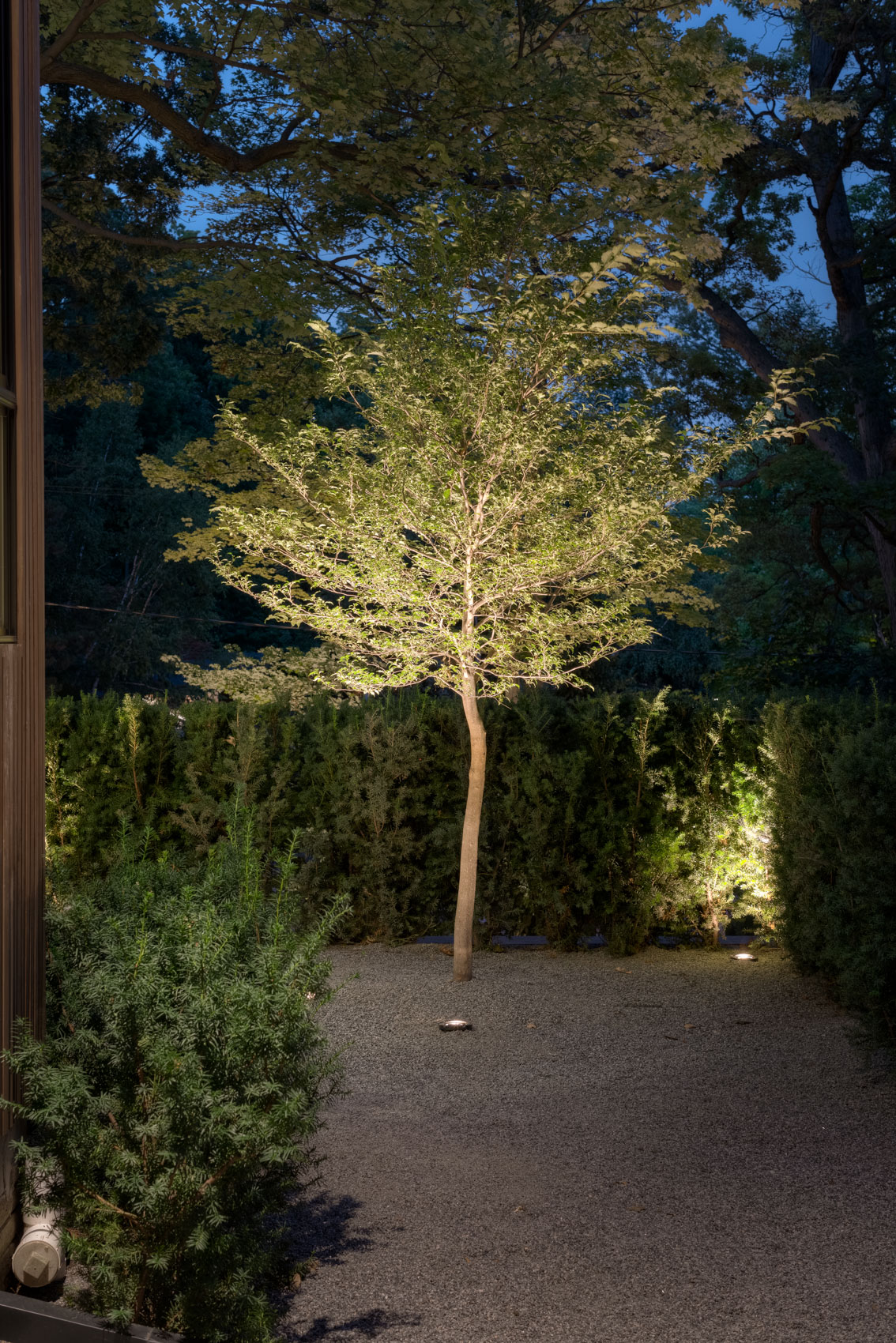 Landscape lighting up feature tree