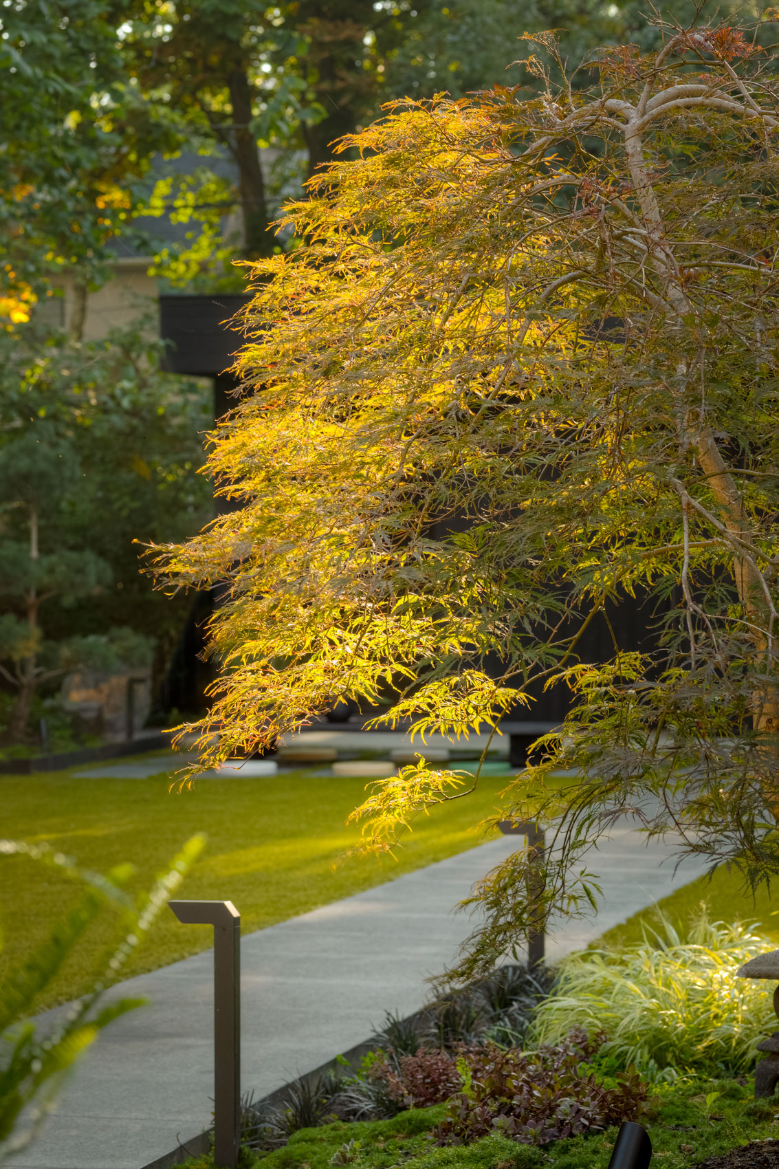 A detail image of japanese maple tree with walkway in background. 